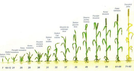 fazy rozwoju pszenicy